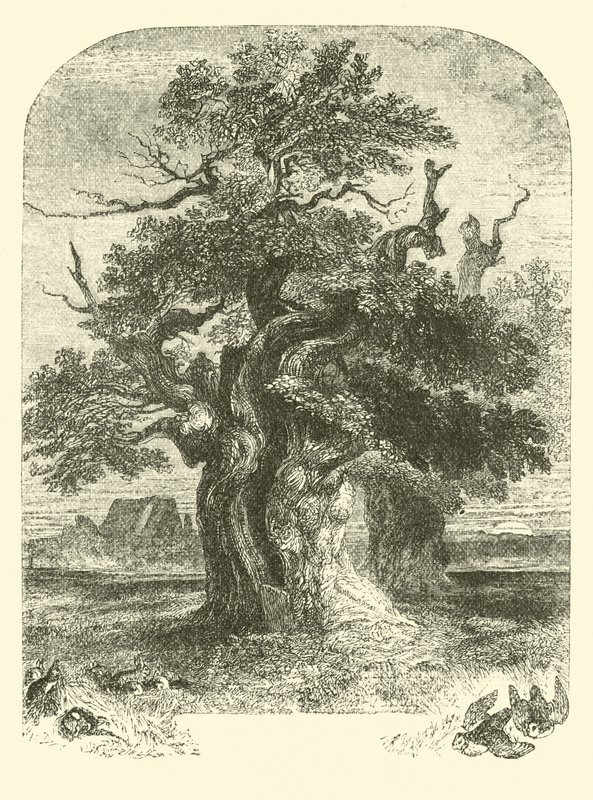 Yardley Oak by English School