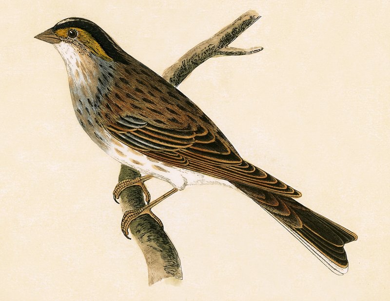 Yellow Browed Bunting, illustration from 