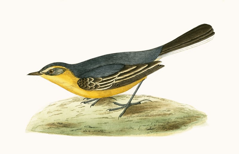 Yellow Headed Wagtail, illustration from 
