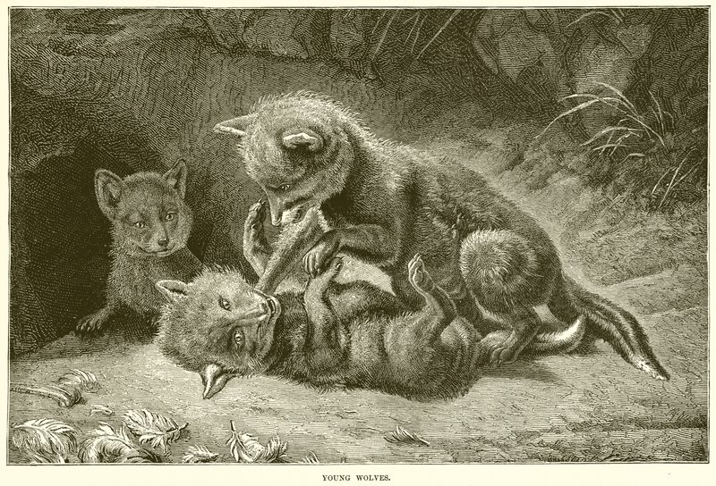 Young Wolves by English School