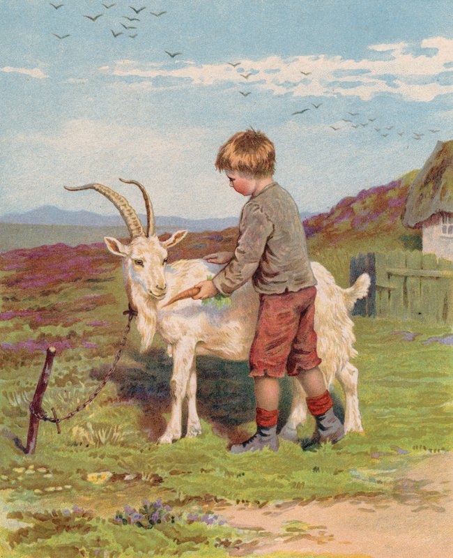 Young boy feeding a carrot to a billy goat on a farm by English School