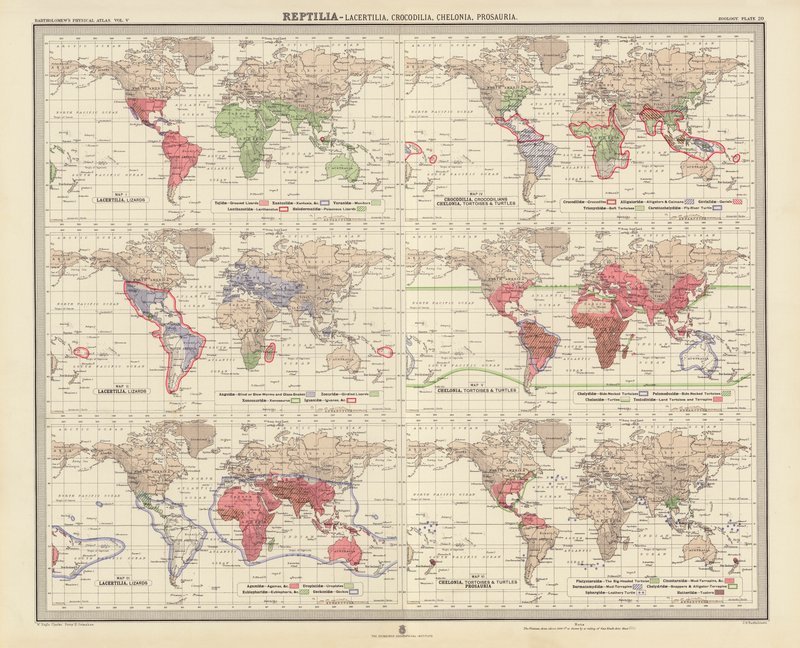 Zoogeography: Reptilia, Lacertilia, Crocodilia, Chelonia, Prosauria by English School
