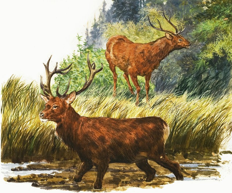 Red Deer by Eric Tansley