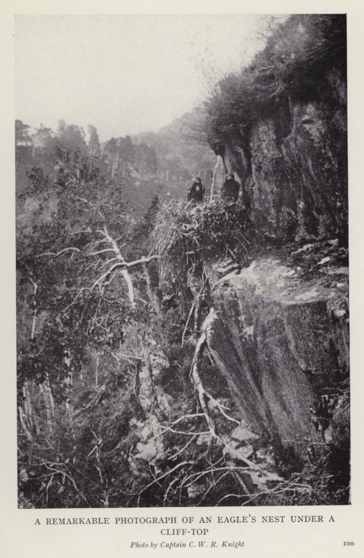 A remarkable photograph of an eagle