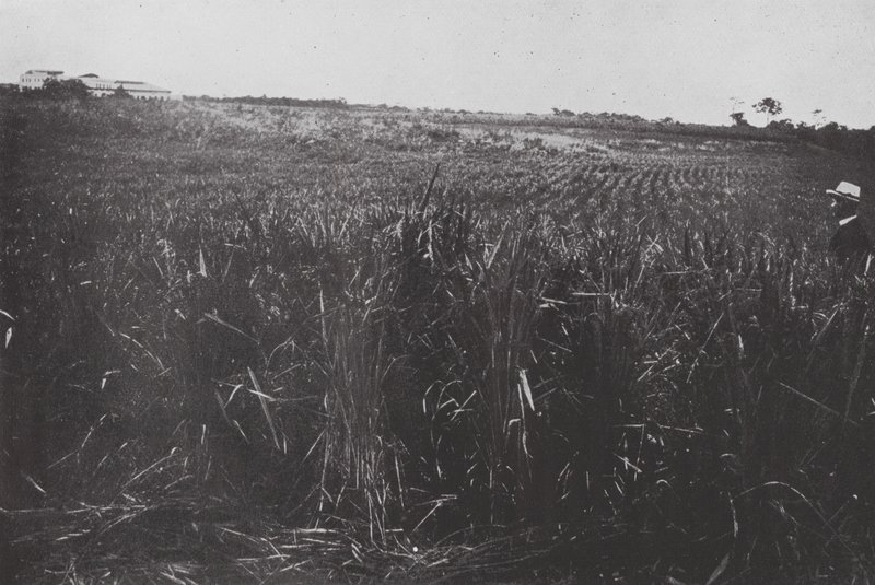 Brazil: A Rice Field, São Paulo by European Photographer