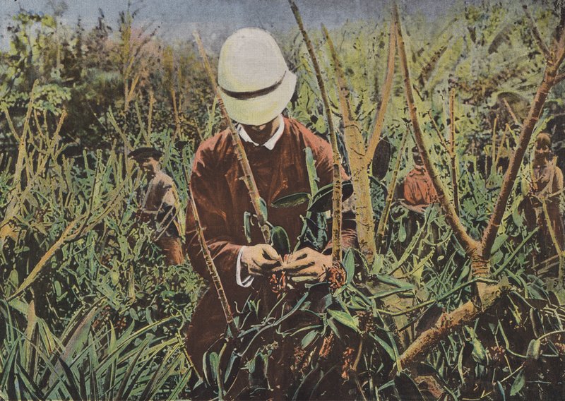 Artificial Pollination of Vanilla by European Photographer