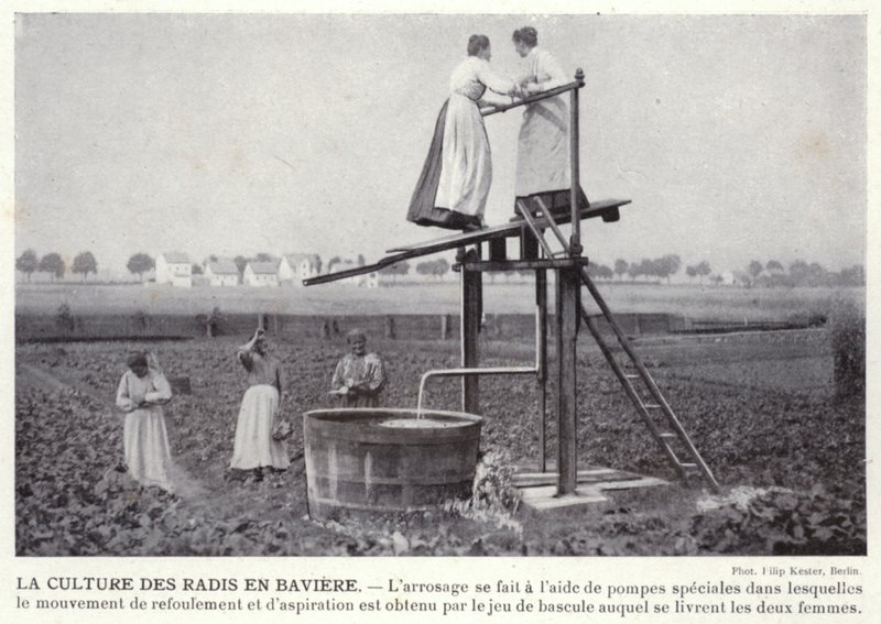 Radish Cultivation in Bavaria by European Photographer