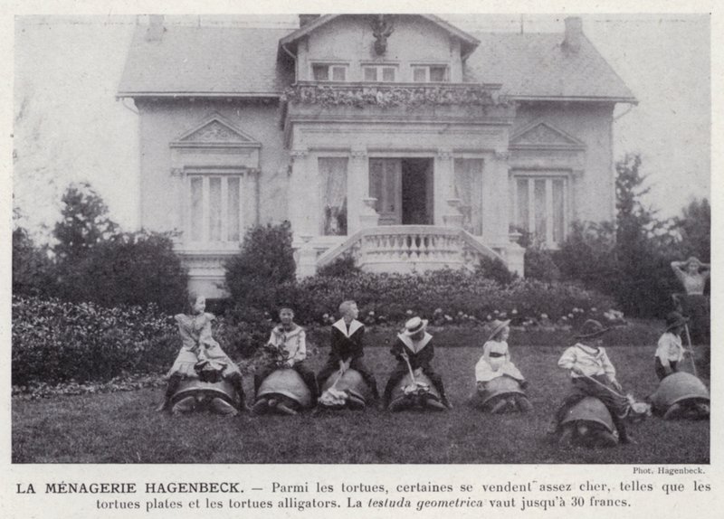 The Hagenbeck Menagerie by European Photographer