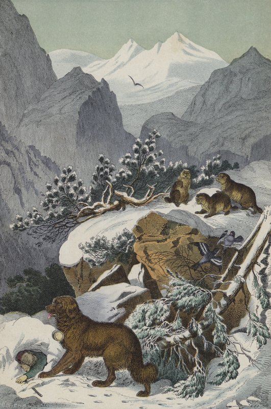 Animals and plants of the Alps by European School