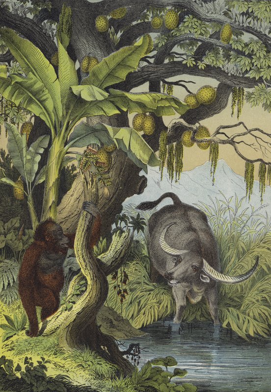 Animals and plants of the islands of Southern Asia by European School