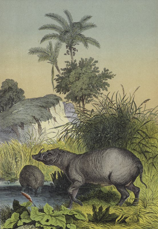 Animals and Plants of the Islands of Southern Asia by European School