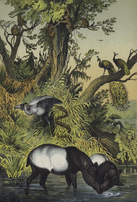 Animals of Malacca and Sumatra by European School
