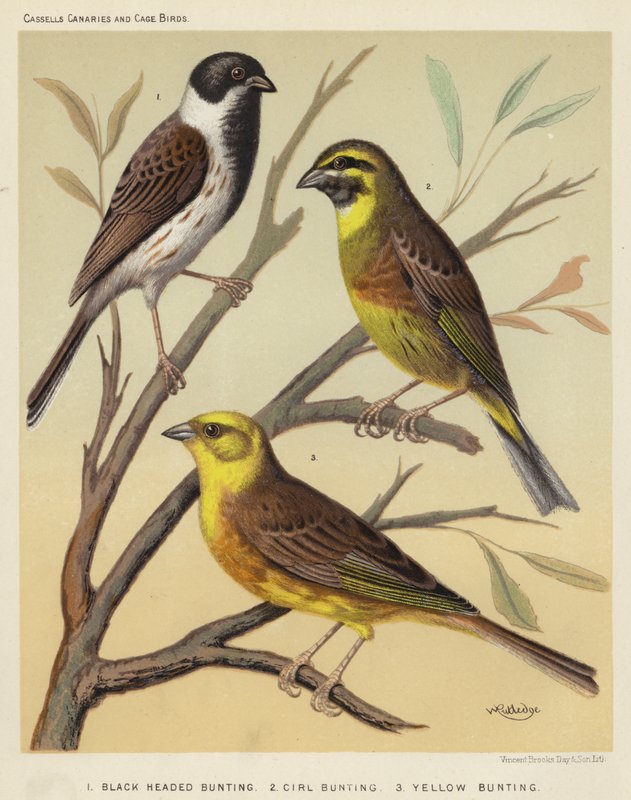 Black Headed Bunting, Cirl Bunting, Yellow Bunting by European School