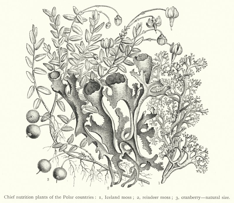 Chief nutrition plants of the Polar countries by European School