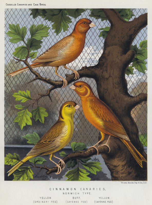Cinnamon Canaries, Norwich Type, Yellow, Ordinary Fed, Buff, Cayenne Fed, Yellow, Cayenne Fed by European School
