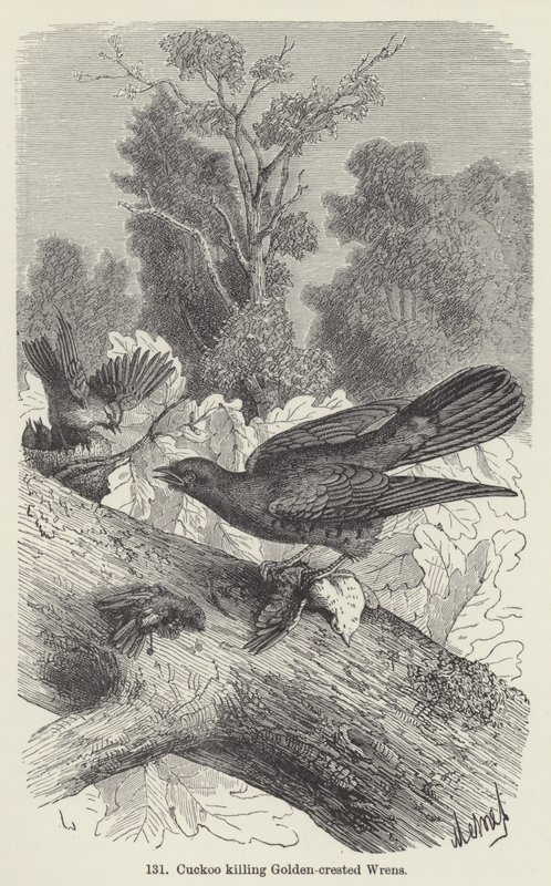 Cuckoo killing Golden-crested Wrens by European School