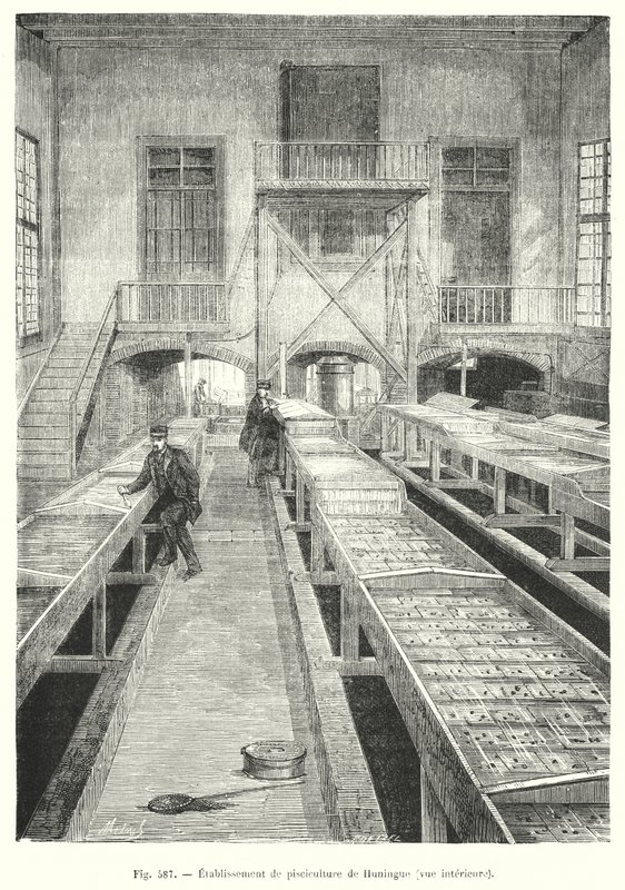 Fish Farming Establishment of Huningue, Interior View (engraving) by European School