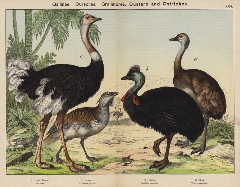 Gallinae, Cursores, Grallatores, Bustard and Ostriches by European School