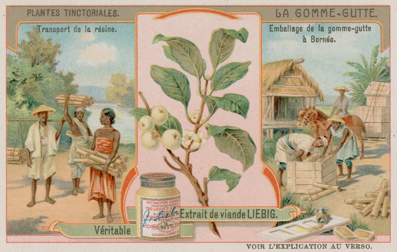 Gamboge and Its Transport from Borneo by European School