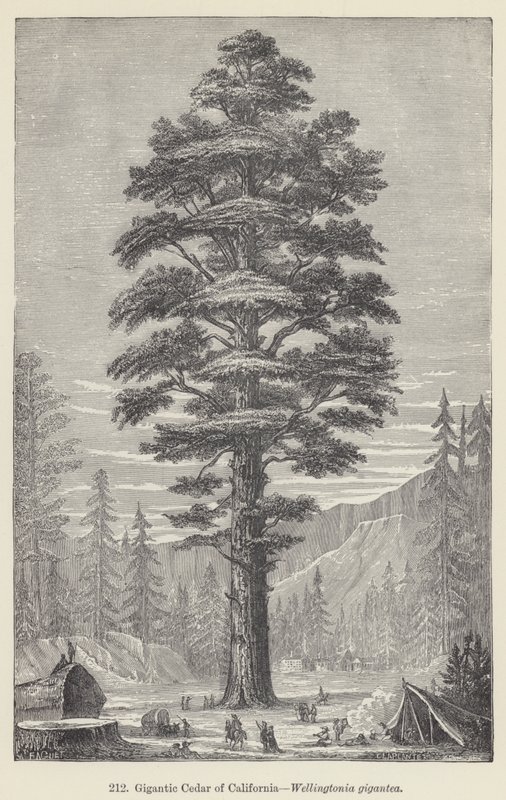 Gigantic Cedar of California, Wellingtonia gigantea by European School