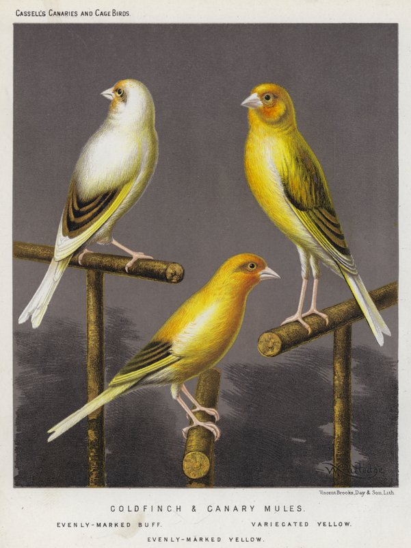 Goldfinch and Canary Mules, Evenly-Marked Buff, Variecated Yellow, Evenly-Marked Yellow by European School