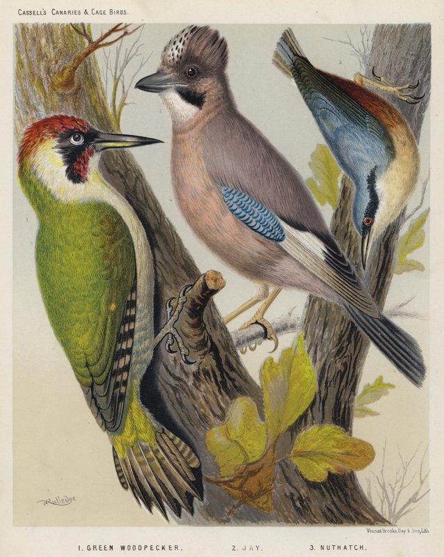 Green Woodpecker, Jay, Nuthatch by European School