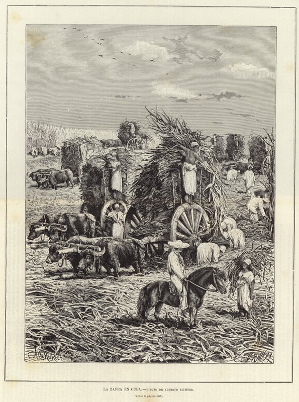 Harvest in Cuba by European School