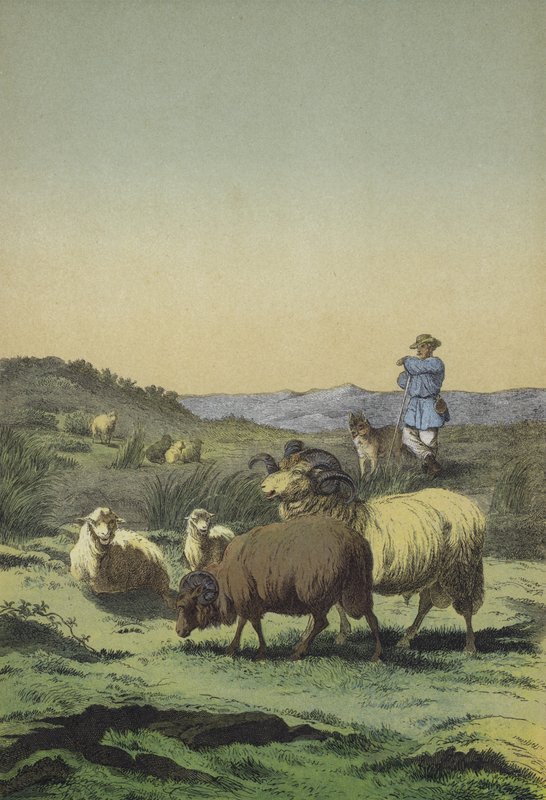 Heaths of Central Europe: shepherd and sheepdog with Moorland and Merino sheep by European School