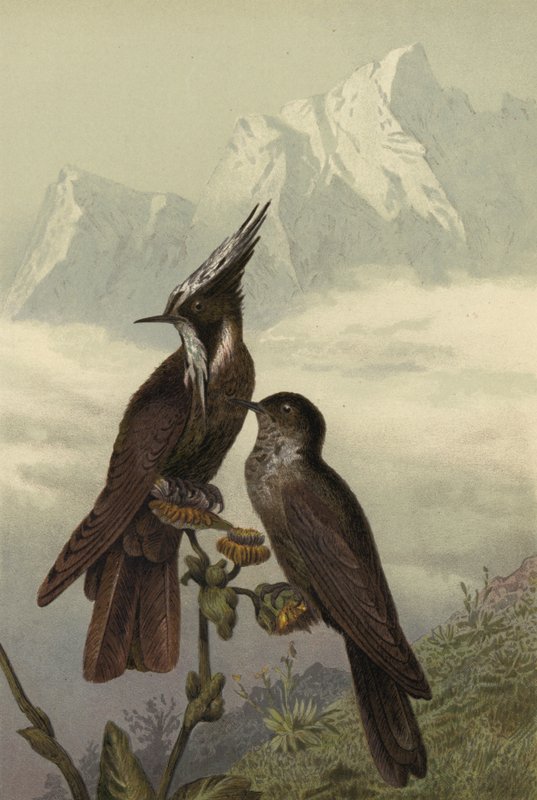 Helmeted Hummingbird by European School