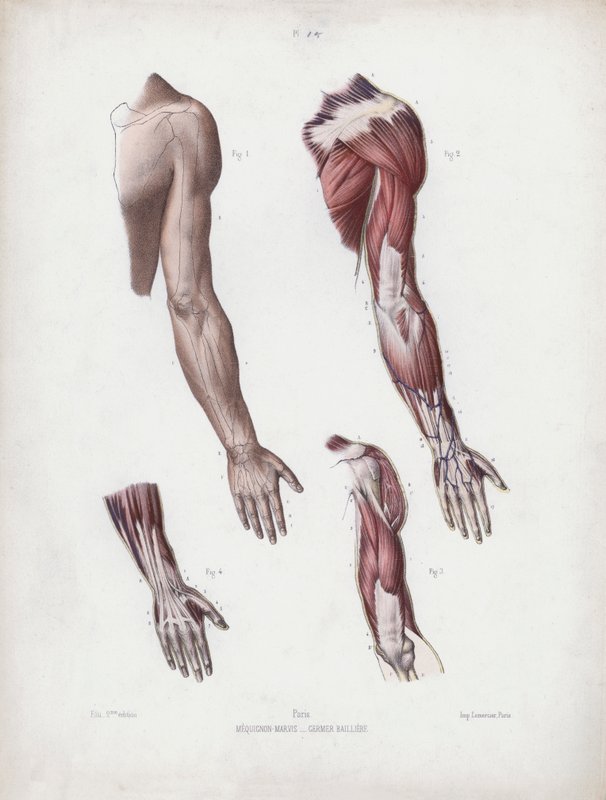 Illustration for The Anatomy of the External Forms of Man: Male arm and hands by European School