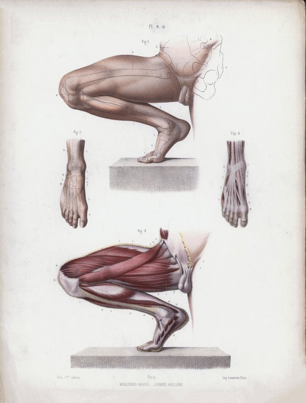 Illustration for The Anatomy of the External Forms of Man: Male leg and foot by European School
