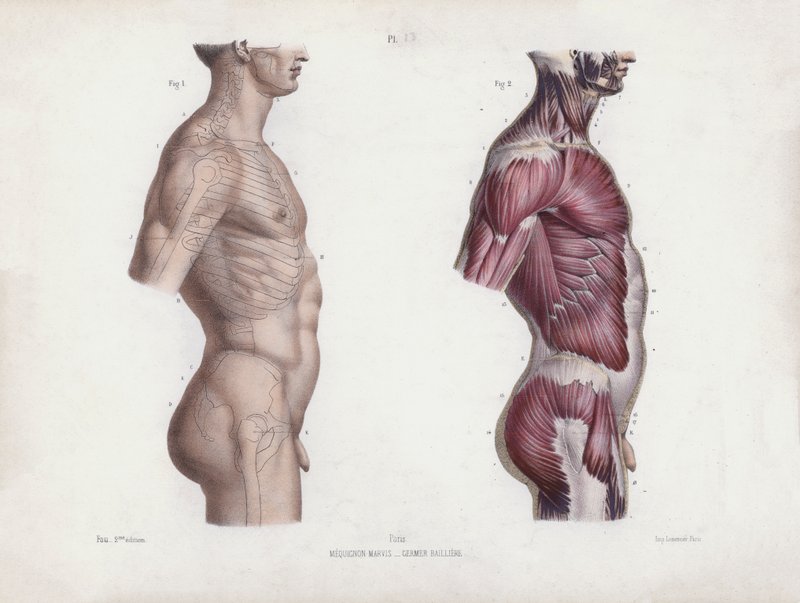 Illustration for The Anatomy of the External Forms of Man: Male torso, side view by European School
