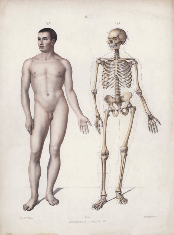 Illustration for The Anatomy of the External Forms of Man: Man standing by European School