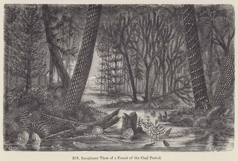 Imaginary View of a Forest of the Coal Period by European School