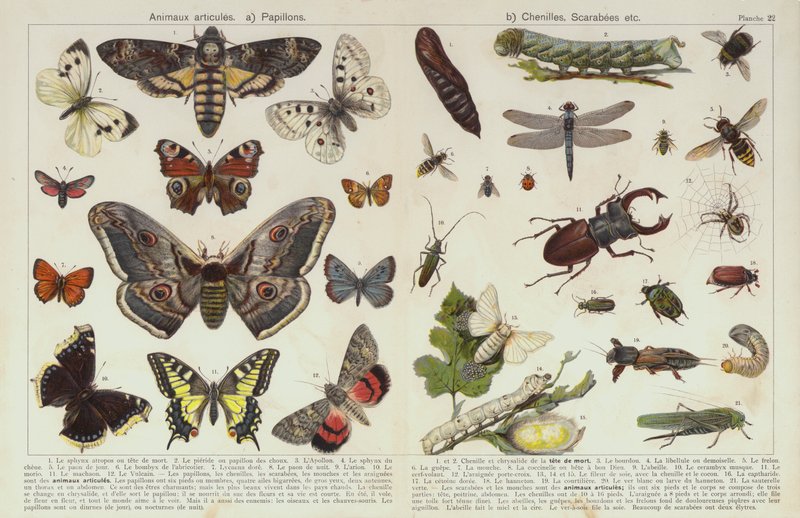 Insects and other invertebrates by European School