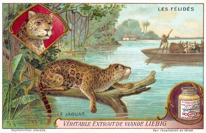 Jaguar by European School