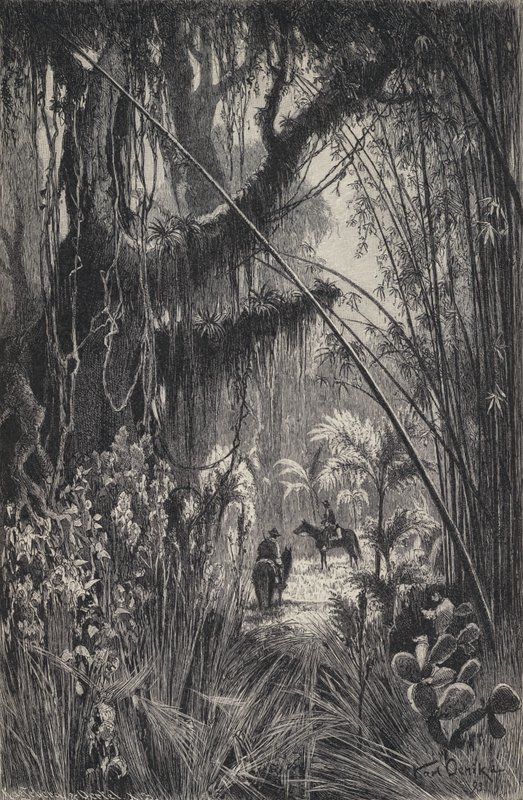 Jungle in the Cordillera of Salta, north-west Argentina by European School