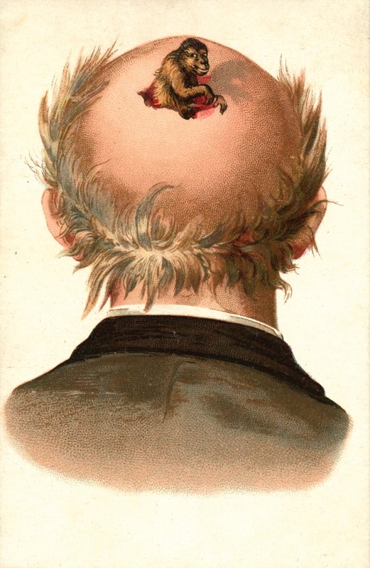 Male Head - with Monkey Climbing Out by European School