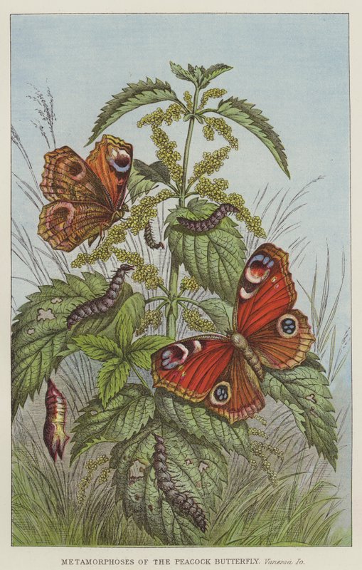 Metamorphoses of the Peacock Butterfly, Vanessa Io by European School