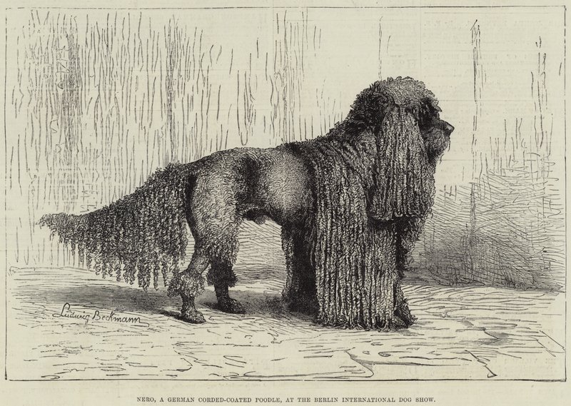 Nero, a German Corded-Coated Poodle, at the Berlin International Dog Show by European School