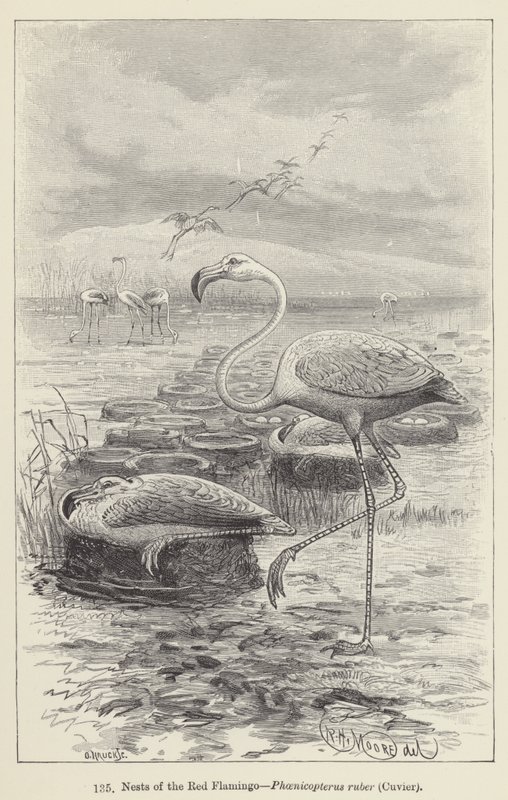Nests of the Red Flamingo, Phoenicopterus ruber, Cuvier by European School