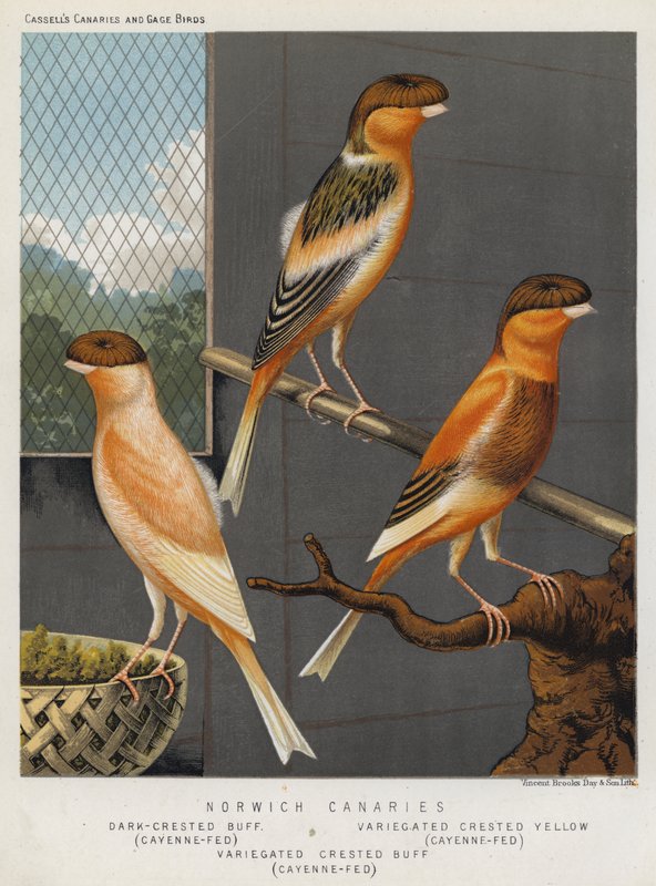 Norwich Canaries, Dark-Crested Buff, Cayenne-Fed, Variegated Crested Yellow, Cayenne-Fed, Variegated Crested Buff, Cayenne-Fed by European School