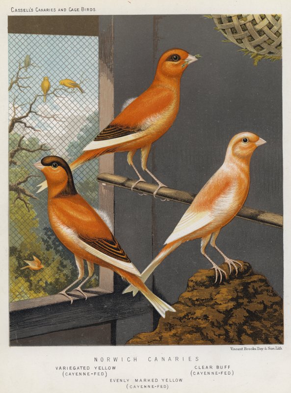 Norwich Canaries, Variegated Yellow, Cayenne-Fed, Clear Buff, Cayenne-Fed, Evenly Marked Yellow, Cayenne-Fed by European School