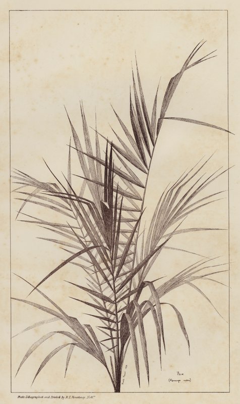 Palm, Chamaerops Exelsa by European School