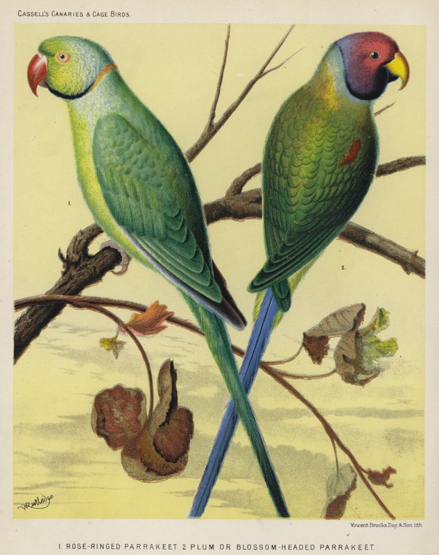Rose-Ringed Parrakeet, Plum or Blossom-Headed Parrakeet by European School