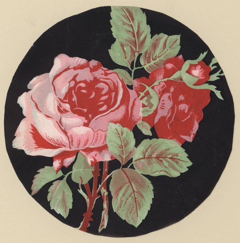 Rose by European School