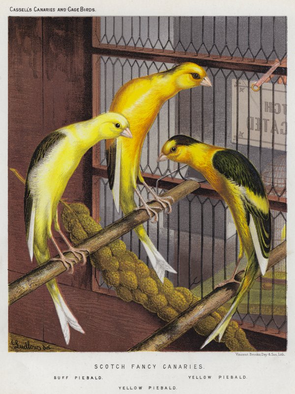 Scotch Fancy Canaries, Buff Piebald, Yellow Piebald by European School