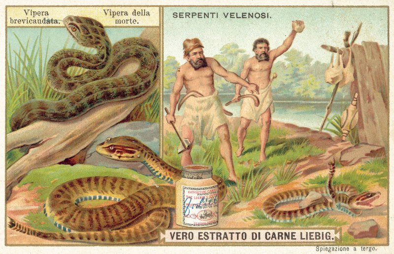 Short-tailed viper and common death adder by European School