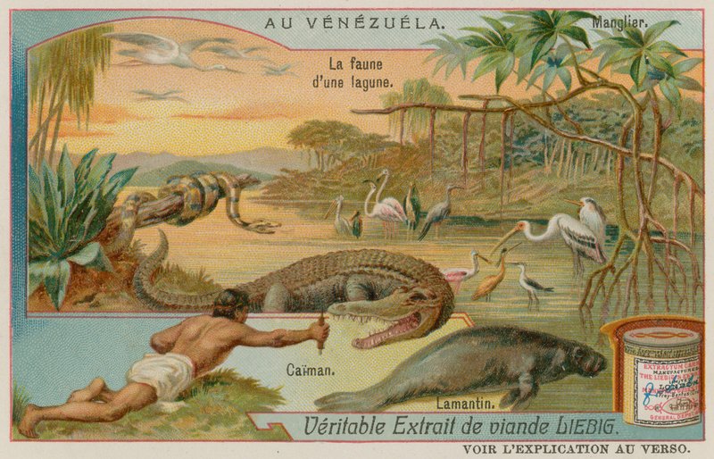 The Creatures of the Lagoon with an Alligator and a Manatee and a Mangrove Tree by European School
