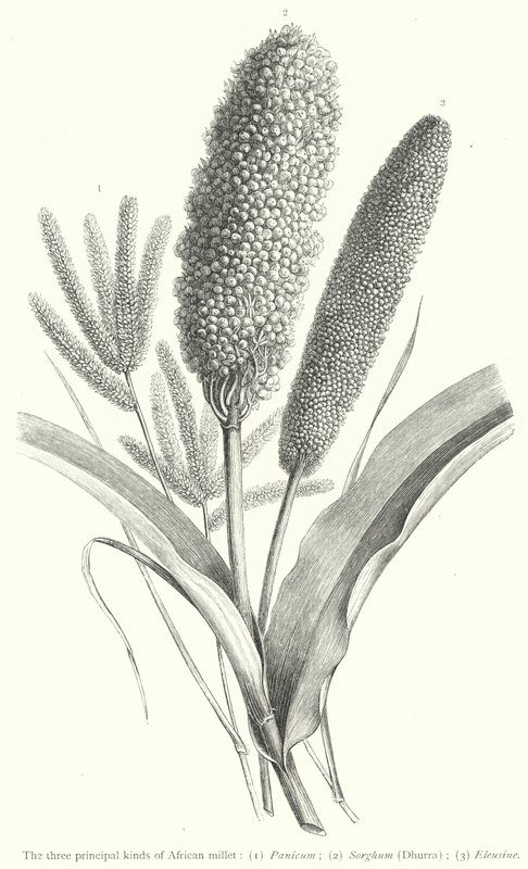 The three principal kinds of African millet by European School